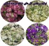 تولید و پخش گلهای شاخه بریده اسدی اصفهان