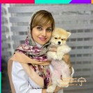 pomeranian-doctor-clinic-pet-dog-cat